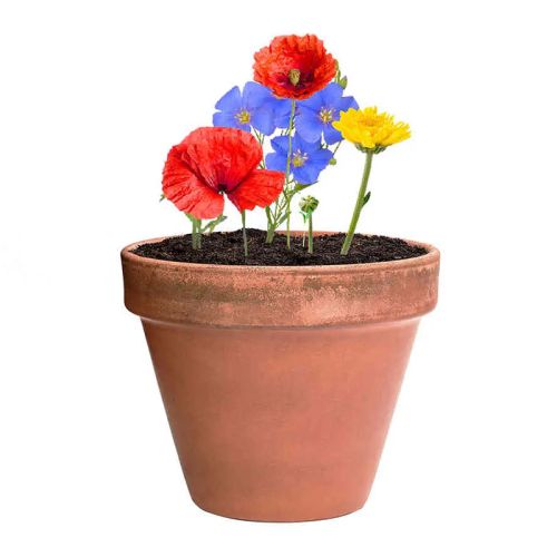 Frøkapsel - Billede 4